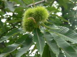 a bunch of nuts on a tree photo