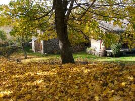 un árbol con amarillo hojas foto