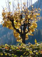 un árbol con amarillo hojas foto