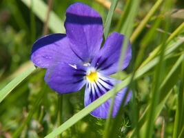 a purple flower in the grass photo