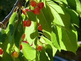 a tree with cherries hanging from it photo