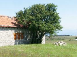 a small house with a tree in front of it photo
