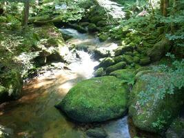 a stream flowing through a forest photo