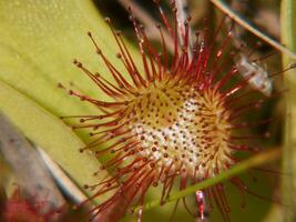 un flor con rojo y blanco Picos foto