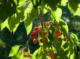 a bunch of cherries hanging from a tree photo