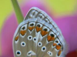 a butterfly with a red and white spot on its wing photo