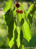 a cherry tree with cherries hanging from the branches photo