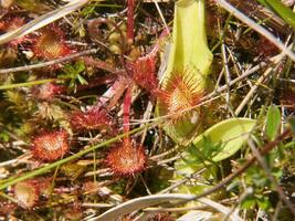 a close up of a plant with flowers photo