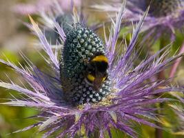 a bee on a purple flower with purple petals photo