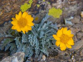 two yellow flowers growing in the dirt photo