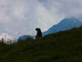 a marmot on a hillside looking out over the mountains photo