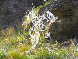 a wild grassy area with a rock in the background photo