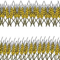 Horizontal borders made of spikelets, decorative elements made of cereals vector