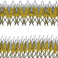 Horizontal borders made of spikelets, decorative elements made of cereals vector