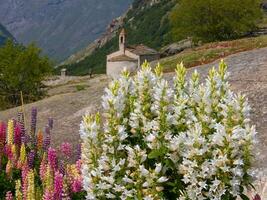 flowers in the mountains photo