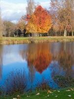 a pond with a tree in the middle photo