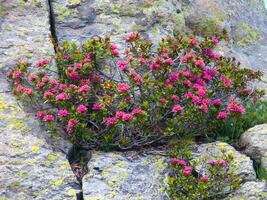 a small pink flower growing on a rock photo