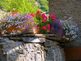 a flower pot with flowers photo