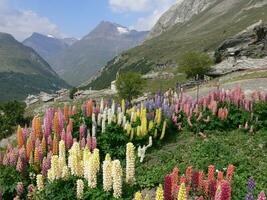 un campo de flores foto