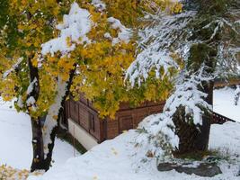 a tree with yellow leaves photo