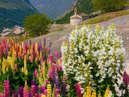 vistoso flores en el montañas cerca un Iglesia foto