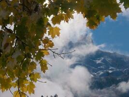 autumn leaves on a tree branch in front of a mountain photo