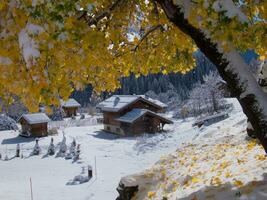 a tree with yellow leaves photo