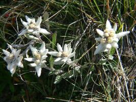 a bunch of white flowers growing in the grass photo