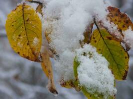 a close up of a leaf covered in snow photo