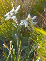 a flower in the grass photo