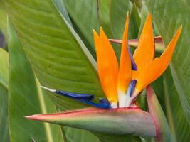 a bird of paradise flower photo