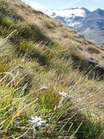 a grassy hillside photo