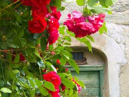 a flowery wall with a green door photo