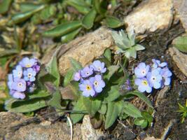 a small group of blue flowers growing on the ground photo