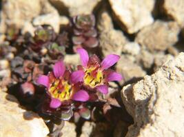 a small flower growing in a rocky area photo