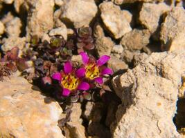 a small flower growing in the rocks photo