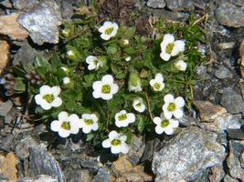 a small group of white flowers growing in a rocky area photo