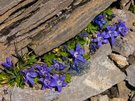 un rock con púrpura flores creciente fuera de eso foto