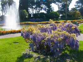 un árbol con púrpura flores foto