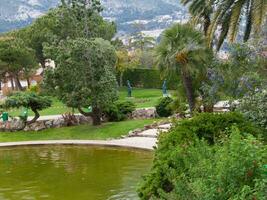 a pond with a tree in it photo