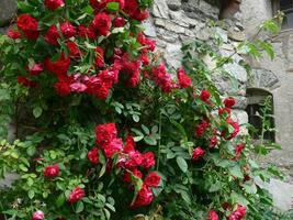 a wall with red roses photo