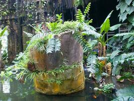 a large rock sitting in a pond with plants growing on it photo