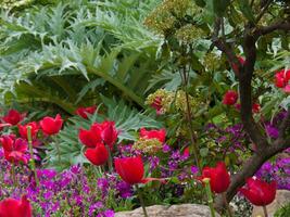 a flower garden with red and purple flowers photo