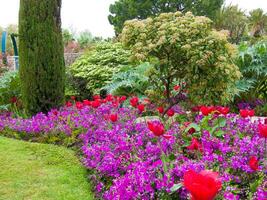 a flower garden with purple and red flowers photo