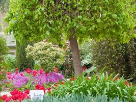 a large tree with green leaves photo