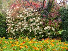 a bush with flowers and trees in the background photo