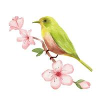 Branch of Cherry blossom and bird. Watercolor painting sakura isolated on white background. Japanese flower illustration. vector