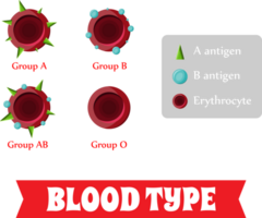 blod grupp, blod typ png