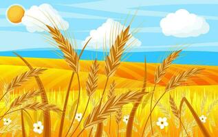 Wheat in the Fields. Nature Landscape with Ear Harvest. Whole Stalks, Wheat Ears Spikelets with Seeds and Flowers. Bakery Pastry Cereals. Oat Bunch with Grains. Vector Illustration in Flat Style