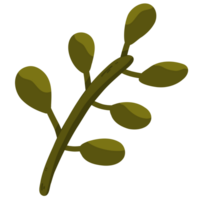 Illustration of a leaf png
